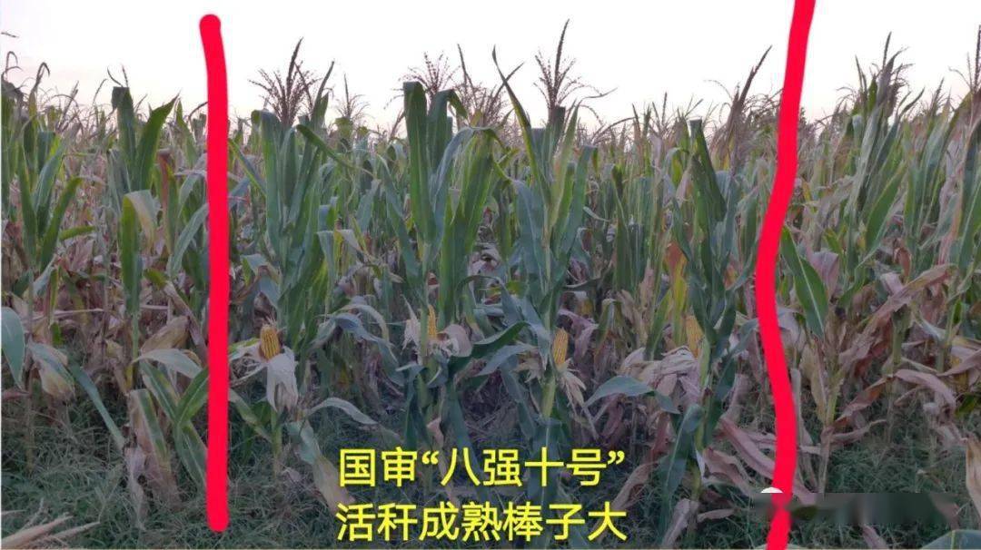 玉米可以当作肥料吗 19be6e711faa49e5b4b74574042212ed.jpeg