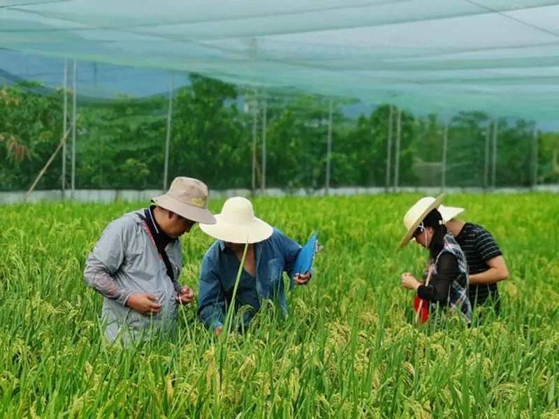 西双版纳州持续深化农业供给侧结构性改革