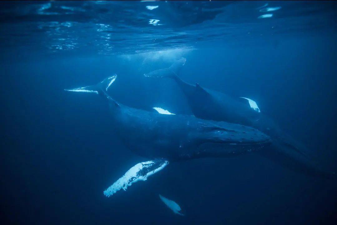 这3大绝佳观鲸地