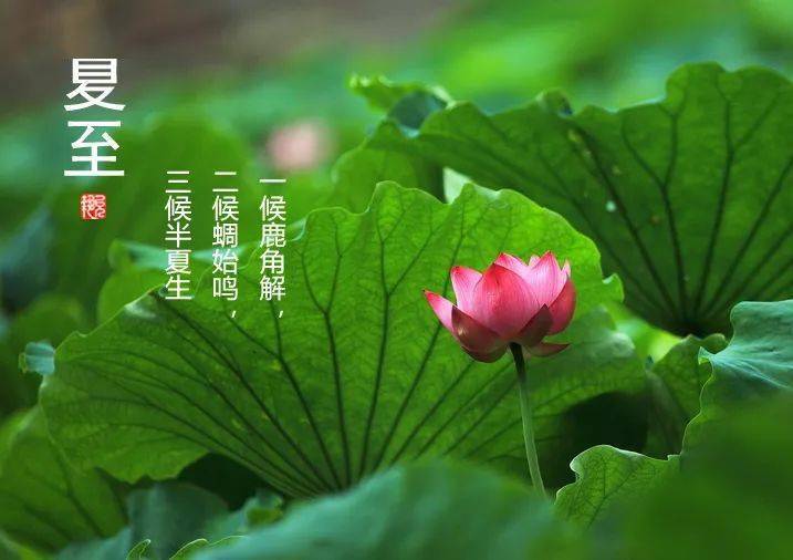 二十四节气扶阳养生之夏至扶阳冬病夏调胜吃千年人参