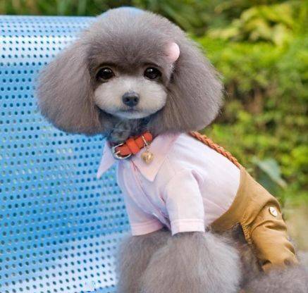 如果你家的狗狗有一天会说话了,你觉得它最想对你说什么呢?