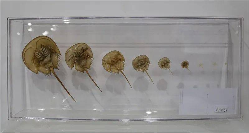 广西生物多样性研究和保护协会向市博物馆捐赠鲎标本
