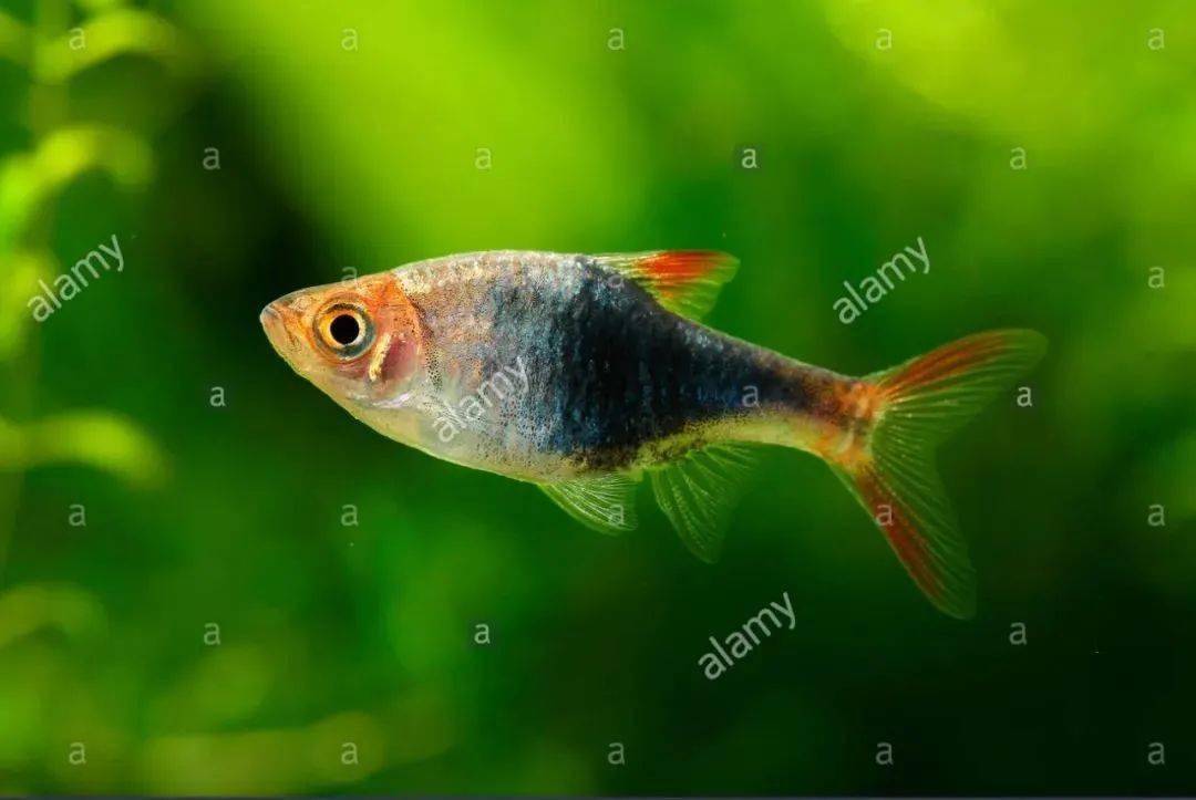 紫蓝三角灯(rasbora heteromorpha var.