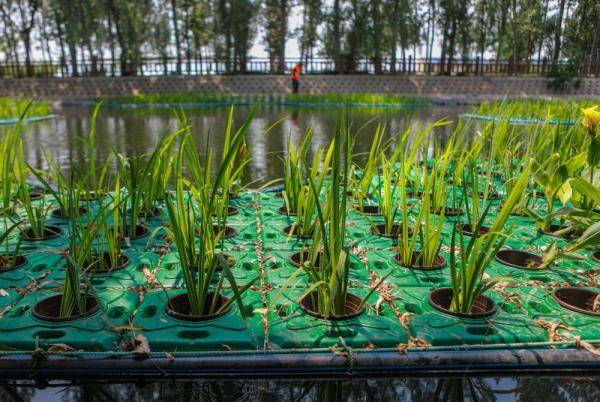 净水|“生态浮岛”净水靓城