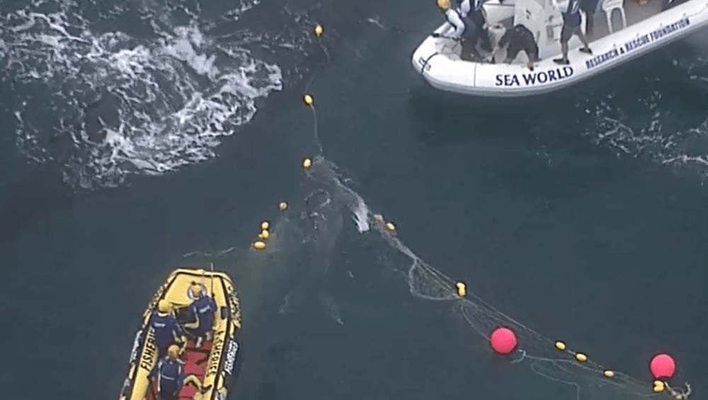 海域|澳大利亚海岸一对座头鲸母子误被鲨鱼网缠住 经工作人员努力终获救