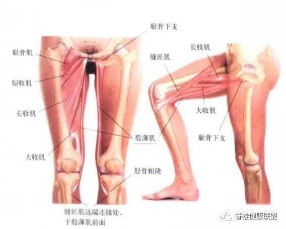 如何快速放松大腿肌肉 5b51652c193341c48757281f8ad8a284.jpeg