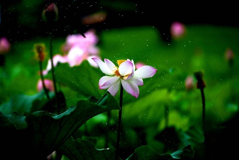 大明湖|夏至，一年中最热的日子要来了，荷花正当红（组图）