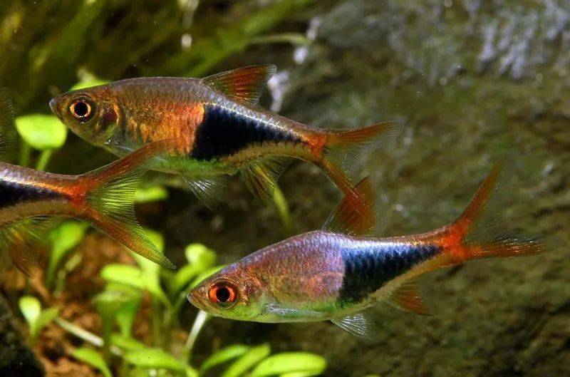 三角灯(rasbora heteromorpha)