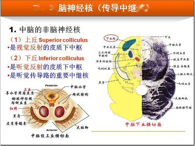 脑干解剖及损害分析_延髓