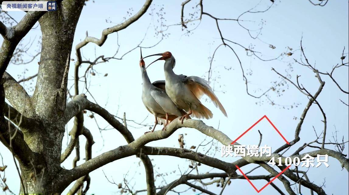 什么极危成语_成语故事简笔画