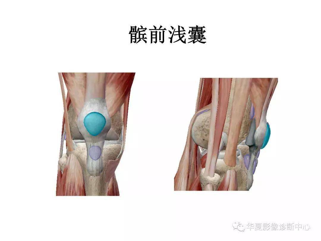 膝关节3d全彩解剖图谱,解剖学老师推荐的!