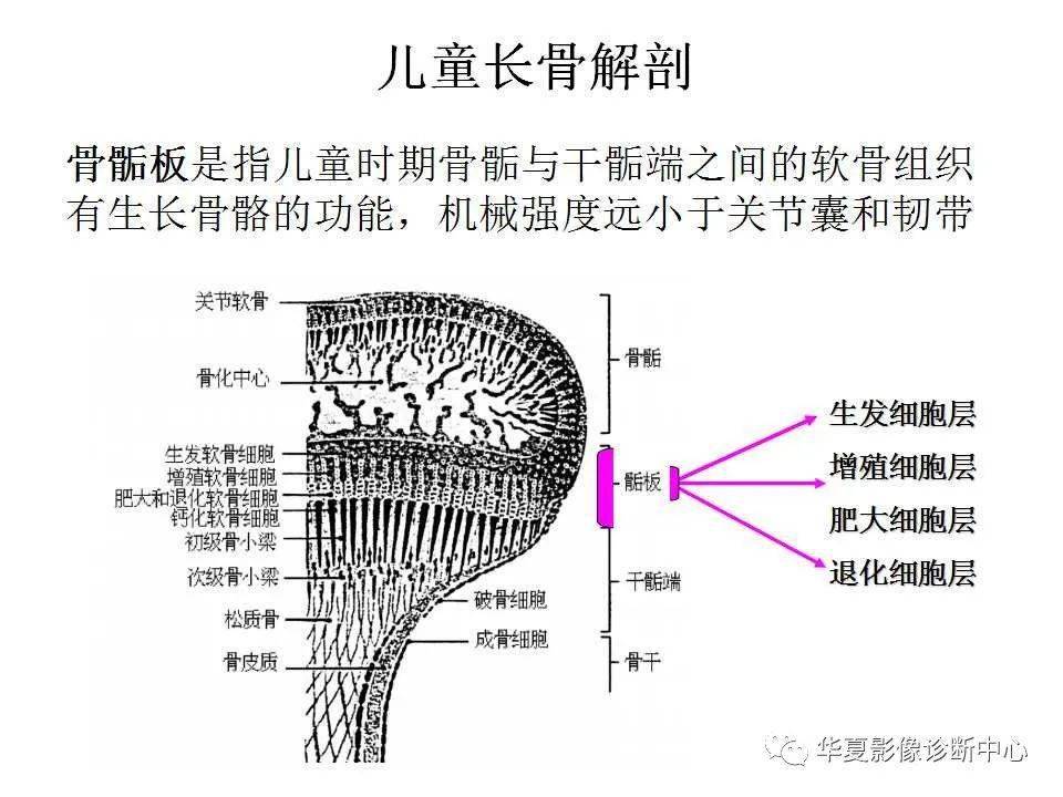 【影像基础】儿童骨骺损伤影像学分型