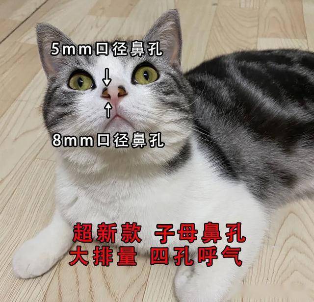怎样才能让猫安心洗澡 6ca04c92d5224615ba15701756259580.jpeg