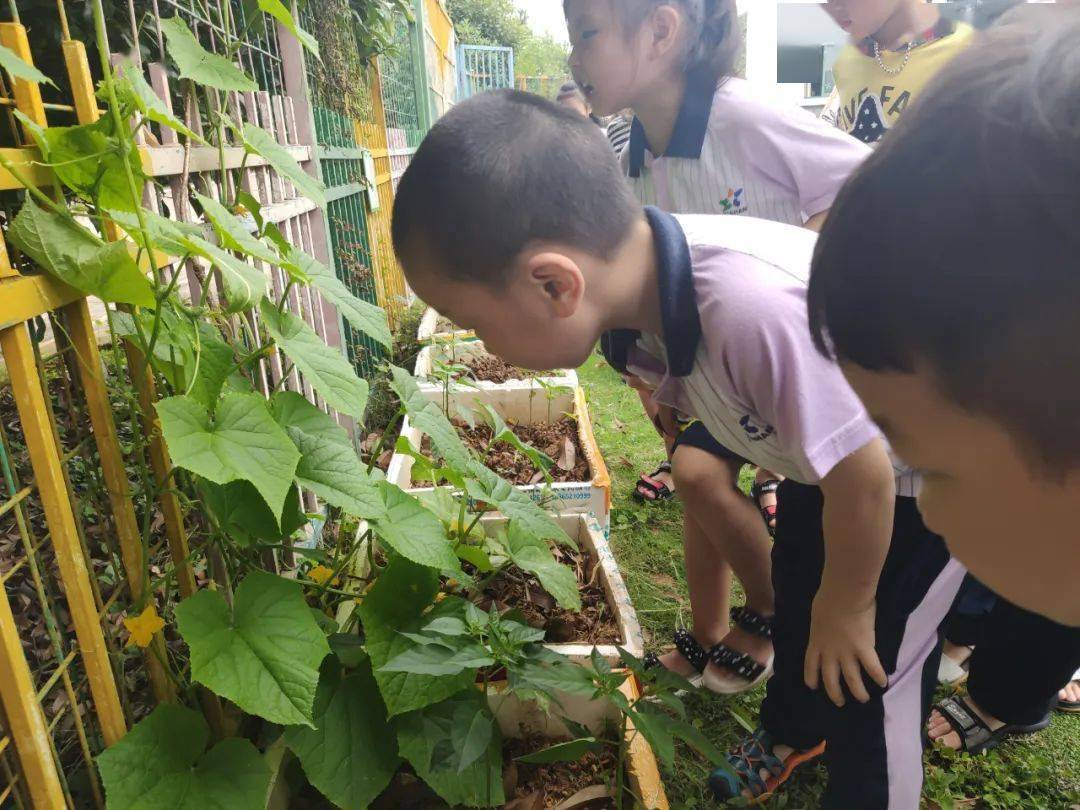 小小的菜园,大大的收获——西山幼儿园菜园观察记