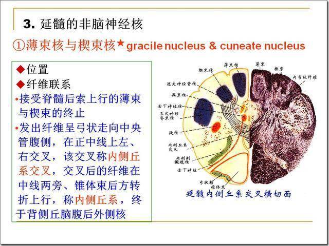 4)参与睡眠发生,抑制痛觉传递 中缝核群中的5-羟色胺能神经元,发出