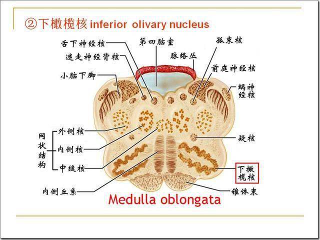 脑干解剖及损害分析_延髓