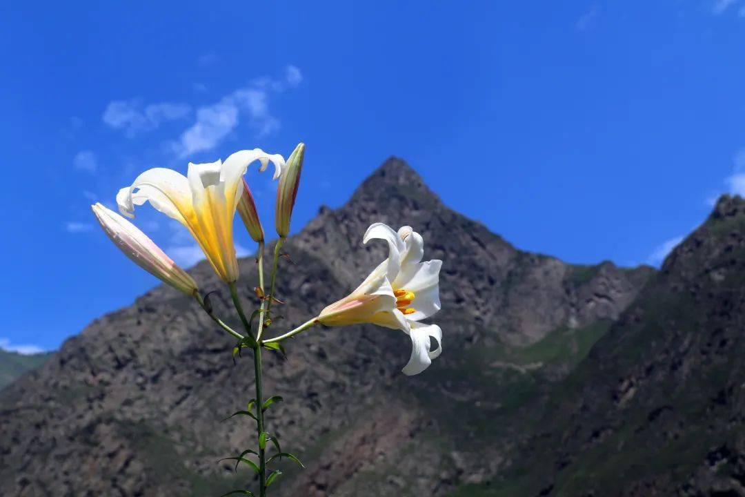 岷江百合 | 花开遍山野,终不负期待!