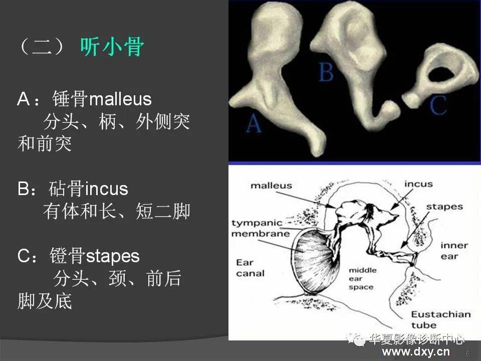 颞骨断层解剖及ct三维重建