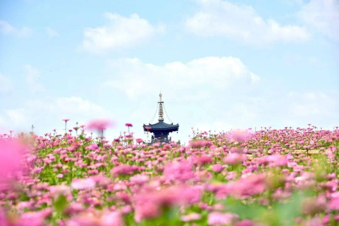 一起去打卡无锡拈花湾网红花海