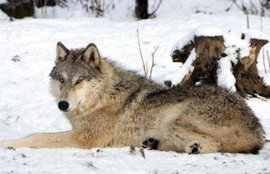 北美灰狼有多厉害,北美灰狼可不可以猎杀大型棕熊?
