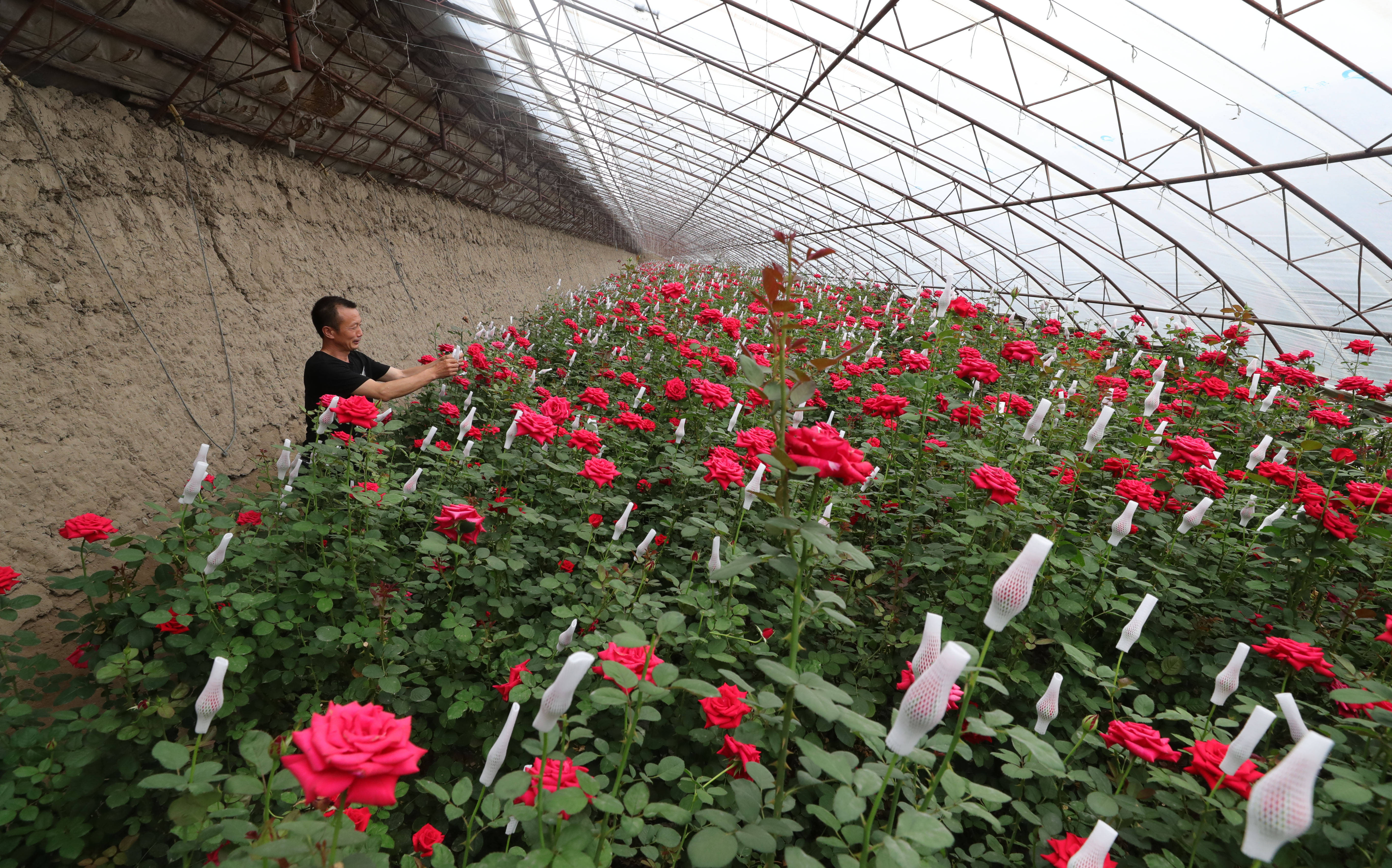 辽宁辽中:玫瑰种植富农家