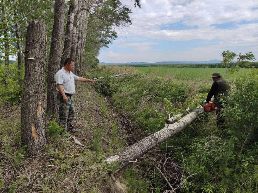 当壁镇人口_当壁镇管理区联合林业人员清理倒伏树木