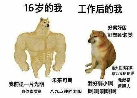 肌肉犬和小废狗对比合集,个个都是真实的你!