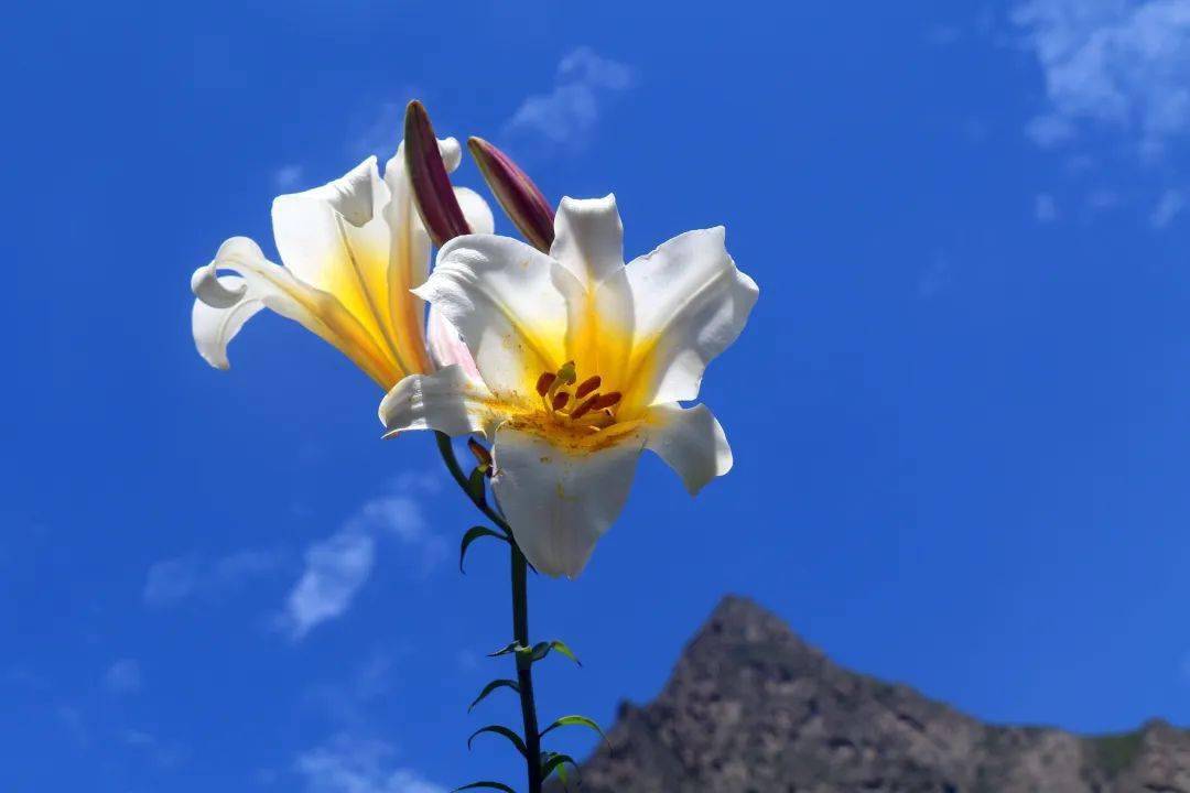 岷江百合 | 花开遍山野,终不负期待!