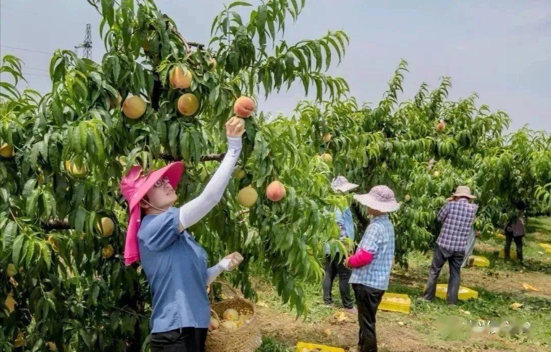 宜网电商莉莉果园水蜜桃开采啦