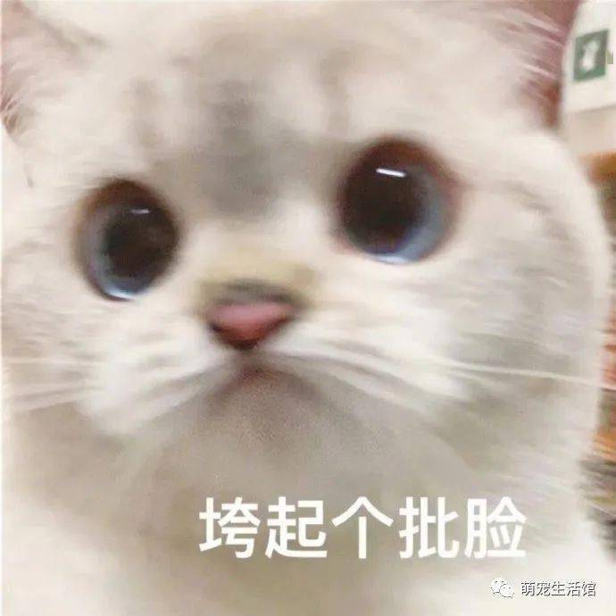 可爱小猫表情包