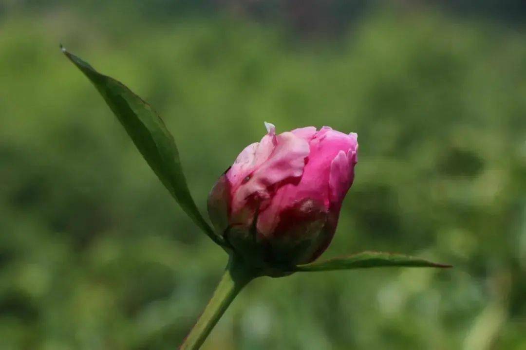 绿叶绽放的含义 7c68d167c8944deb962dc7def868ab3a.jpeg