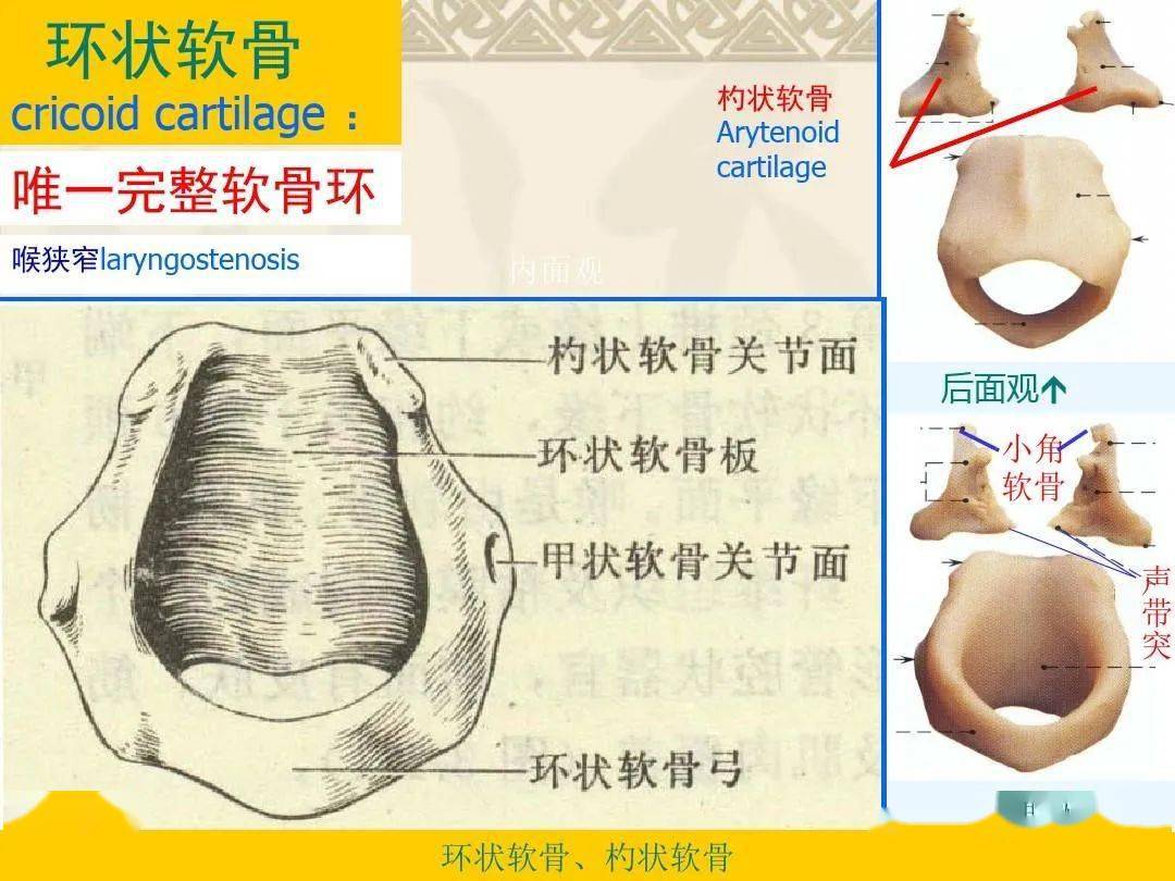 咽喉部解剖最全图解,值得收藏