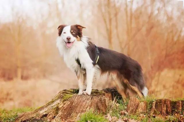 边牧专栏丨在fci的眼里什么样的边境牧羊犬才算是标准