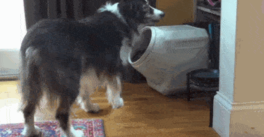 本公众号常年有边境牧羊犬出售,需要请留言, 买狗 铲屎官入群!