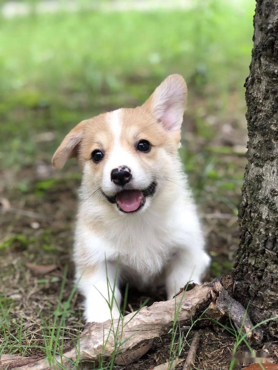 柯基排名_小型宠物犬排名柯基(3)