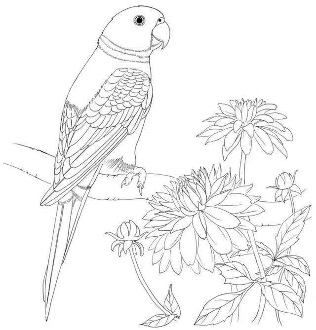 素材100种鸟类的线描稿