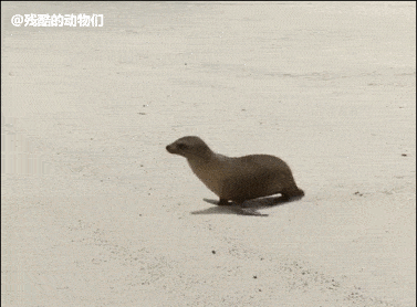 回到家躺在沙发上的你 松鼠你呆在里面不就安全了吗.