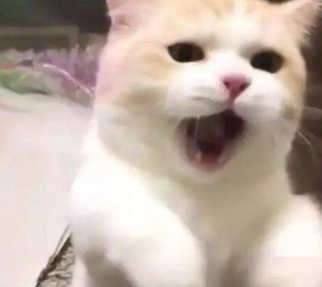 铲屎官拿小鱼干调戏猫咪,结果猫咪发怒了,可爱到犯规