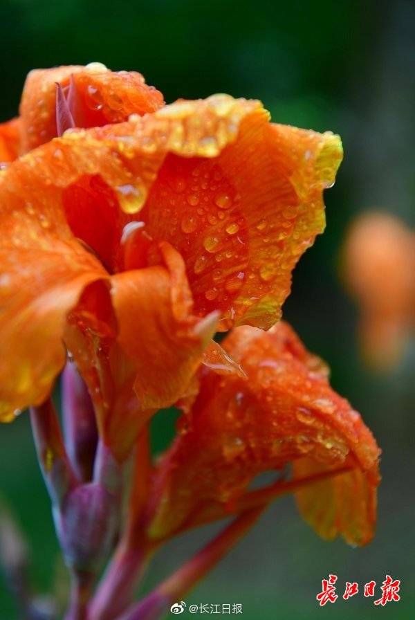 江城遇甘霖，繁花沐雨中 國際 第2張