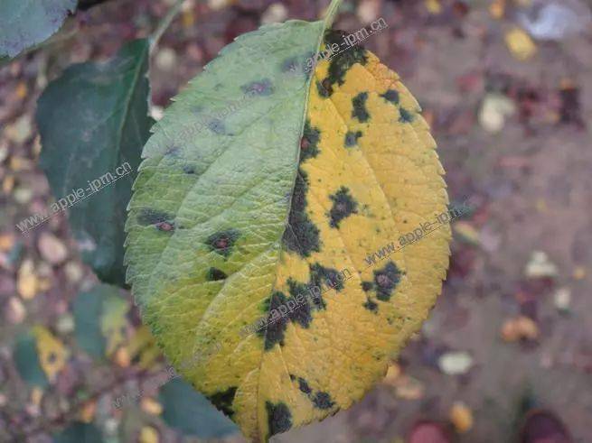 【果园讲堂】苹果树当前病虫害防治用药方案介绍