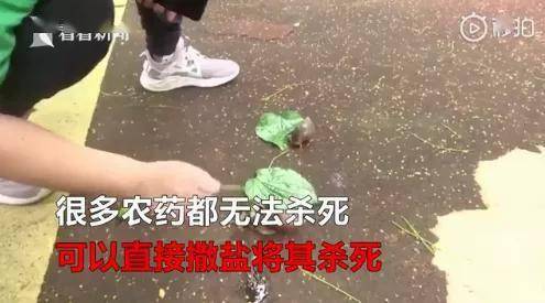 吃蜗牛的视频全集 818f02f7649e49c9abcc8dd88071ef86.jpeg