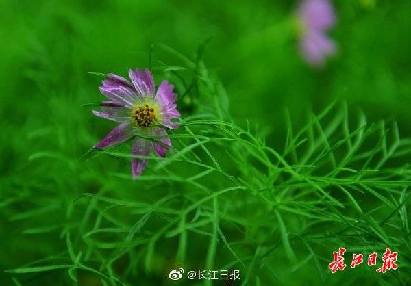 江城遇甘霖，繁花沐雨中 國際 第3張