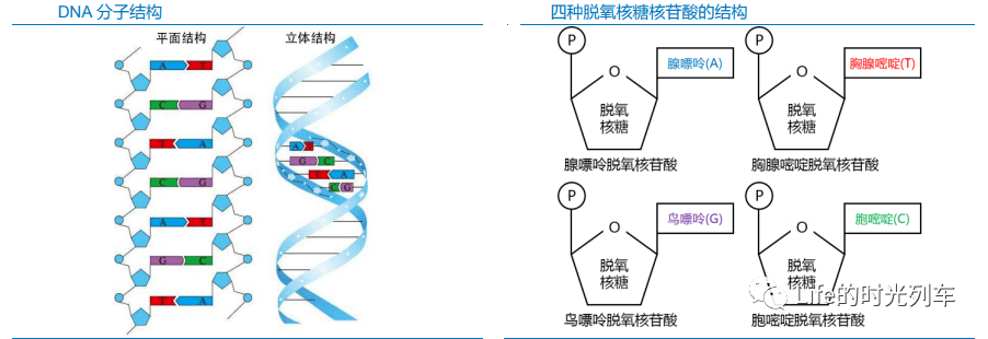 关于基因测序 技术 应用及市场总结 合成