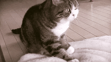 壁纸 动物 狗 狗狗 猫 猫咪 小猫 桌面 427_240 gif 动态图 动图