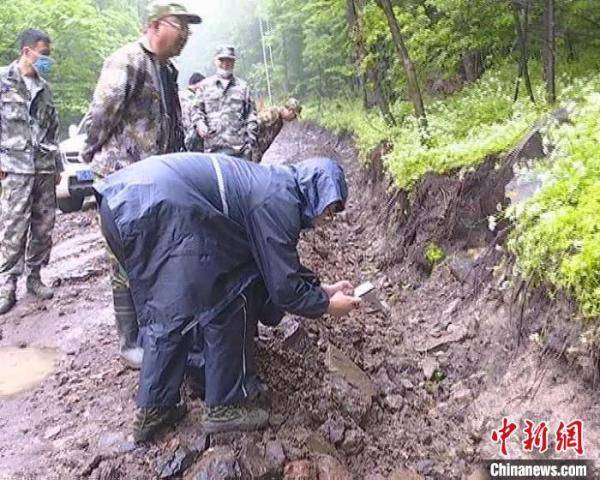 真身|黑龙江省东京城林区首现野生东北豹“真身” 目击者：最近距离20米