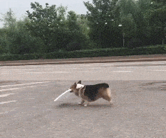 233_195gif 动态图 动图