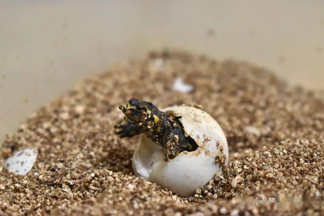 临出壳的龟蛋孵化有什么需要注意的