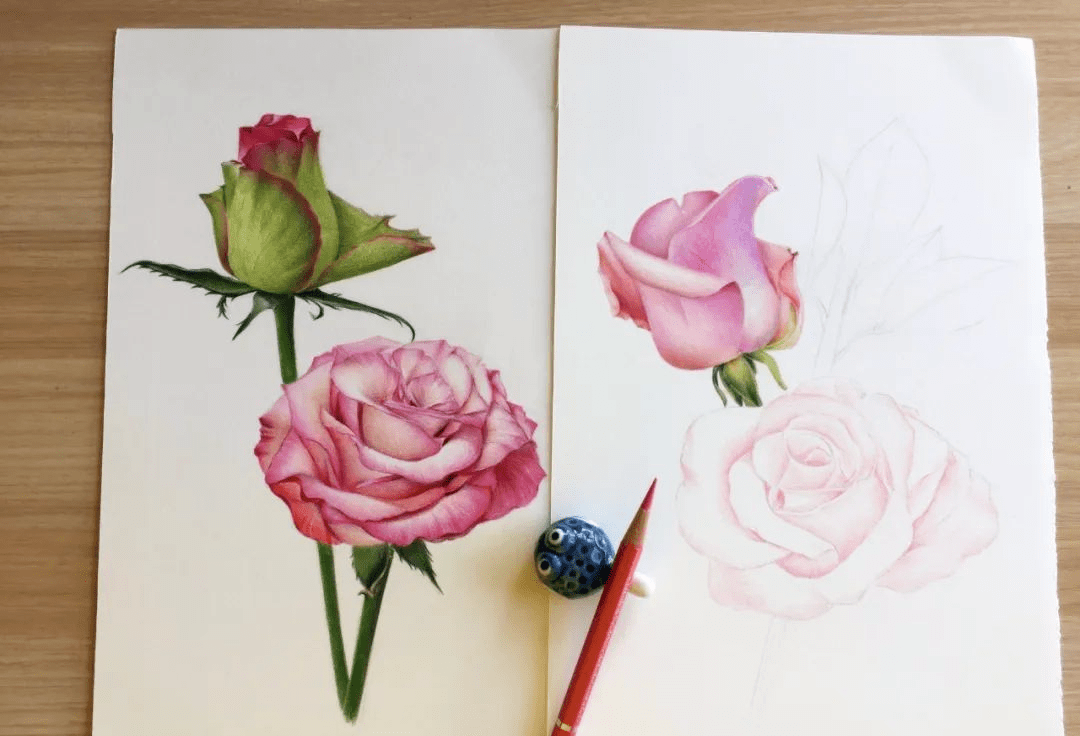 零基础彩铅画入门教程 彩铅画一朵艳丽的月季花