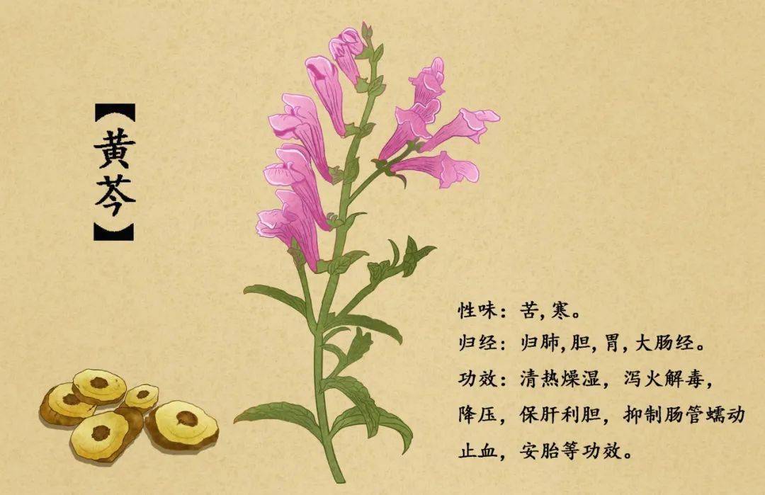 黄芩茶