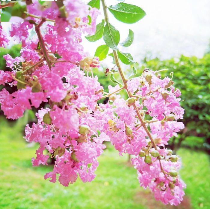 湖南各市州市花大集合!快来看看你的家乡是哪种花吧